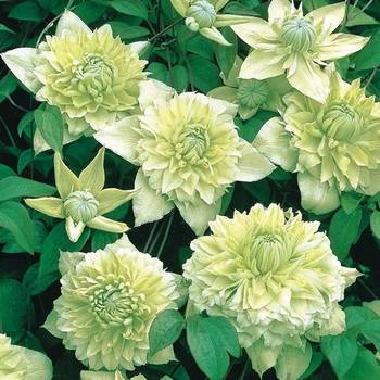 Клематис ‘Alba Plena’ (Clematis florida ‘Alba Plena’)